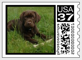 PhotoStamp of my puppy Diogi